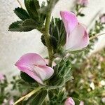 Ononis spinosa Květ
