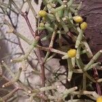 Rhipsalis cereusculaLeaf