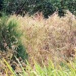 Themeda quadrivalvis Habitatea