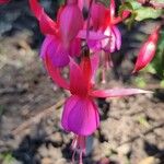 Fuchsia magellanicaFlower