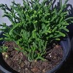 Crassula muscosa Yaprak