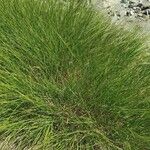 Achnatherum calamagrostis Folio