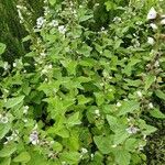 Althaea officinalis Hábitos