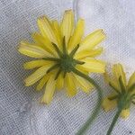 Scorzoneroides autumnalis Flower