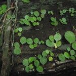 Begonia letouzeyi आदत