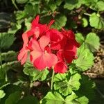 Pelargonium × hybridum Habit