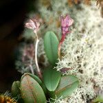 Bulbophyllum macrocarpum Hábito