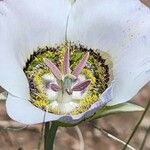 Calochortus gunnisonii Flower