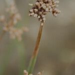 Fimbristylis cymosa Fleur