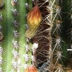 Cleistocactus spp. Flor