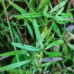 Galium aristatum Fulla