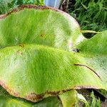 Elaphoglossum crinitum Hostoa