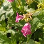 Impatiens glanduliferaΛουλούδι