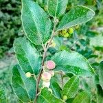 Ficus coronata Foglia