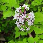 Syringa pubescens Flower