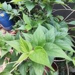 Nyctanthes arbor-tristis Frunză