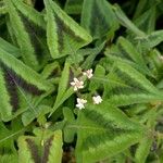 Persicaria chinensis പുഷ്പം