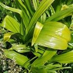 Allium tricoccum Листок