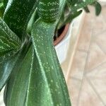 Gasteria carinata Leaf