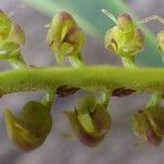 Bulbophyllum scaberulum Flower