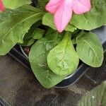 Nicotiana alata ഇല