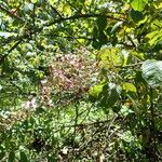 Rubus steudneri फूल