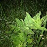 Asclepias viridis Leaf