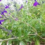 Salvia coahuilensis Hoja