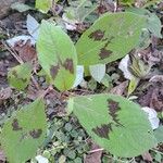 Persicaria virginiana Hoja