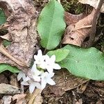 Epigaea repens Blüte