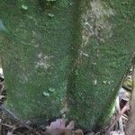 Leonia glycycarpa Corteza