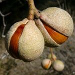 Aesculus californica Fruit