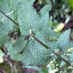 Teucrium scorodonia 葉