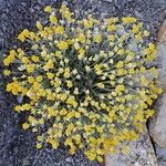 Helichrysum saxatile Hábito