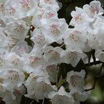 Rhododendron morii Blüte