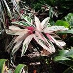 Stromanthe thalia Leaf