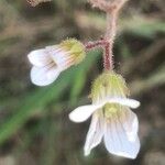 Saxifraga granulata Цветок