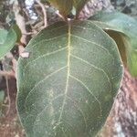 Byrsonima crassifolia Feuille