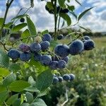 Vaccinium corymbosum Frugt