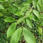 Acer carpinifolium Leaf