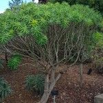 Euphorbia bourgeana Habit
