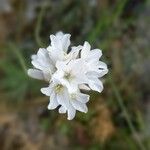 Armeria leucocephala Flower