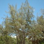 Casuarina equisetifolia Elinympäristö