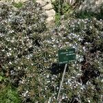 Lithodora zahnii Hábito