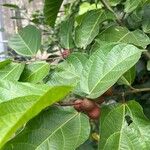 Ficus montana Fruit