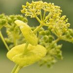 Smyrnium perfoliatum Flower