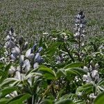 Lupinus albus Flower