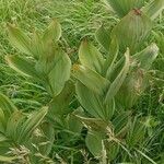Veratrum lobelianum पत्ता