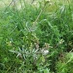 Valeriana calcitrapae Habitat