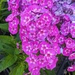 Phlox drummondiiKwiat